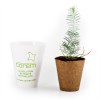 Petit arbre en pot biodégradable - Pin