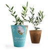 Petit arbre en pot biodégradable - Olivier