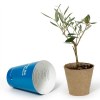 Petit arbre en pot biodégradable - Olivier