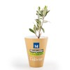Petit arbre en pot biodégradable - Olivier