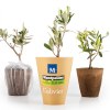 Petit arbre en pot biodégradable - Olivier