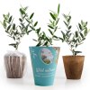 Petit arbre en pot biodégradable - Olivier