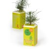Petit arbre en boite cube - Pin