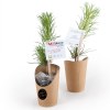 Petit arbre en pot cartonn faon wrap