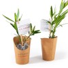 Petit arbre en pot carton - Laurier rose