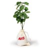 Petit arbre en sac de coton - CHENE
