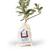 PLANT D'OLIVIER EN POCHON COTON