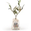 PLANT D'OLIVIER EN POCHON COTON