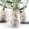 PLANT D'OLIVIER EN POCHON COTON