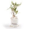 PLANT D'OLIVIER EN POCHON COTON