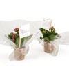 Fleur en pot gobelet carton - Kalanchoe