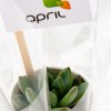 PETITE PLANTE GRASSE GOBELET CARTON