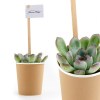 PETITE PLANTE GRASSE GOBELET CARTON