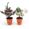 Fleur de Noel en pot terre - Pernettya