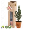 SAPIN DE NOËL EN POT TERRE CUITE ET SAC KRAFT PRESTIGE