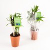 Plante dépolluante en pot terre - Chamaedorea