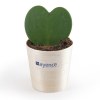 Plante coeur en pot bois - Hoya