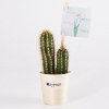 Cactus en pot bois - Cactus