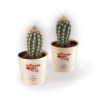 Cactus en pot feuille bois de hêtre
