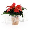 Plante de Noel en pot wrap - Poinsettia