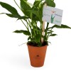 Plante dépolluante en pot terre