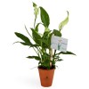 Plante dépolluante en pot terre