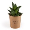 Plante grasse en pot gobelet carton - Haworthia