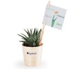 Haworthia en feuille bois de hêtre