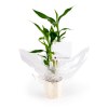 Bambou en pot bois - Lucky bamboo