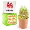 KIT DIY TETE A FAIRE POUSSER