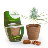 KIT DE PLANTATION BIODÉGRADABLE AVEC FRONTON