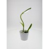 Lampe de bureau Flowerlight