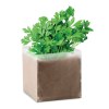 PARSELY - Substrat avec graines Persil