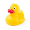 Canard - Koldy