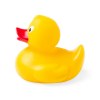 Canard - Koldy