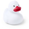 Canard - Koldy