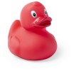 Canard - Koldy