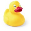 Canard - Koldy