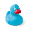 Canard - Koldy