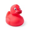 Canard - Koldy