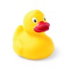 Canard - Koldy