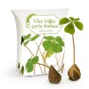 BOÎTE GOOD LUCK AVEC BULBES TRÈFLES 4 FEUILLES