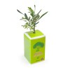 Petit arbre en boite cube - Olivier