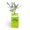 Petit arbre en boite cube - Olivier