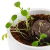 ŒUF SEED BOMB EN POCHON TOILE DE JUTE