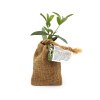 Mini plant d'arbre en pochon