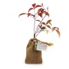 Mini plant d'arbre en pochon