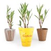 Petit arbre en pot biodégradable - Laurier rose