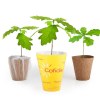 Petit arbre en pot biodégradable - CHENE