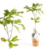 Petit arbre en pot carton - CHENE